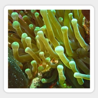 Giant Yellow Sea Anemone Sticker